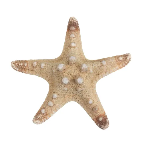 Морская звезда